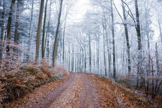 Scenic winter path winding through a frosty woodland forest