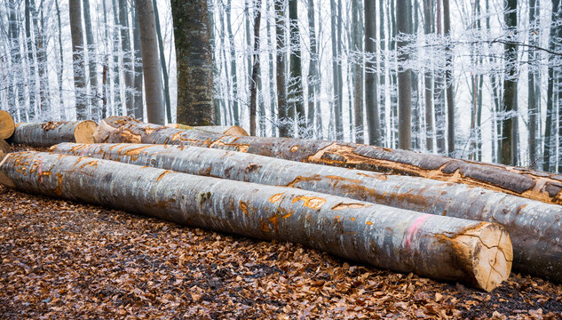 Cut tree logs stacked in a misty winter forest