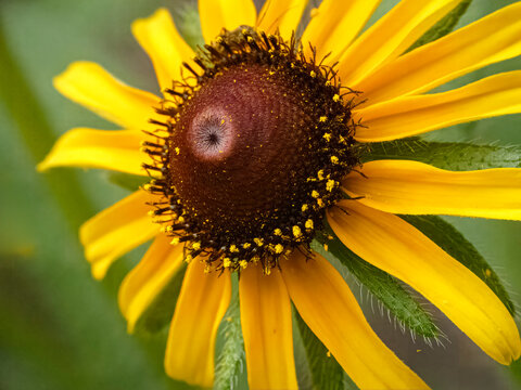 Detailed Macro of Black-Eyed Susan Bloom Covered in Yellow Pollen