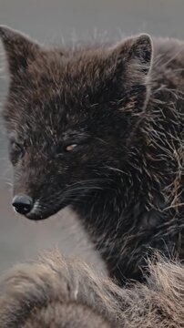 brown bear cub