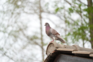Horizontal shot of pigeon standing on tiled roof edge, blurred spring trees background © YongQin