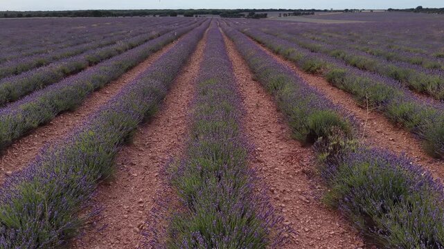 Purple lavender rows forming an agricultural pattern