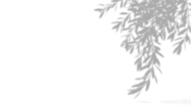 Soft shadow of olive tree leaves isolated on transparent background