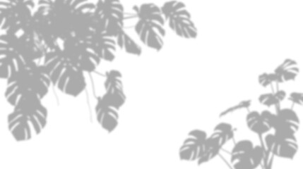 Shadow of monstera leaves isolated on transparent background © Imran