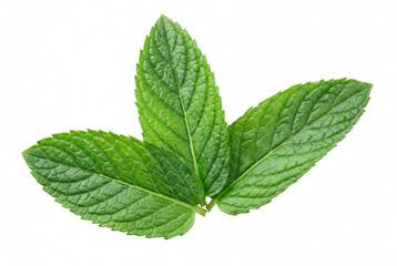 Vibrant green sprig of fresh peppermint leaves © Tania