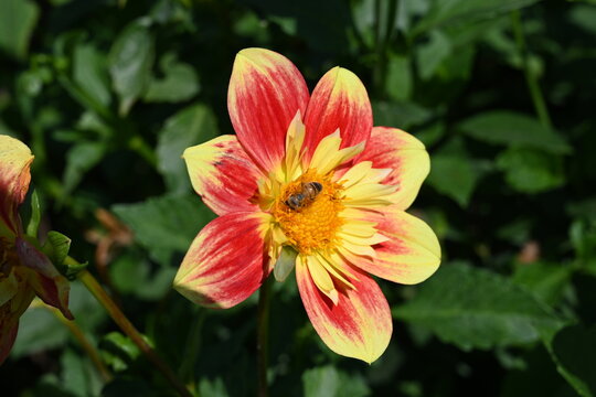 Gartendahlie mit Honigbiene