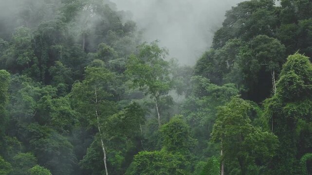 Tropical jungle landscape with atmospheric fog