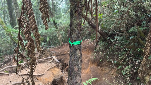 Green ribbon trail marker tied on a tree trunk along a forest hiking path