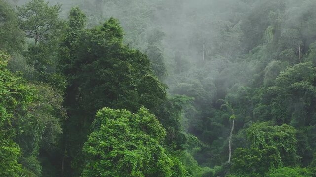 Dense tropical rainforest with morning mist