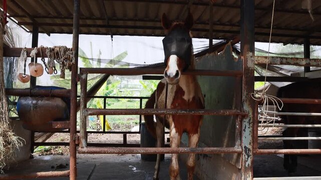 Horses in well maintained stables are fitted with insect nets that cover heads and eyes protect them from flies mosquitoes and other biting insects while still allowing them to see normally.