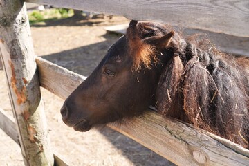 Portrait of a thoughtful brown pony with a mane braided in pigtails standing near a wooden paddock near the stables in summer and autumn as a pet care concept © Irina