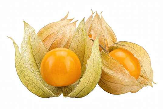 Fresh Cape Gooseberry Fruits with Open Papery Husks