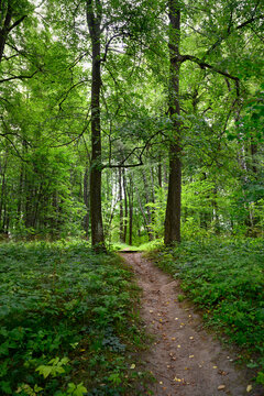 A dirt path in the summer forest