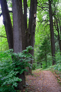 A dirt path in the summer forest