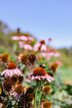 Bumblebee Pollinating Purple Coneflower in Bloom