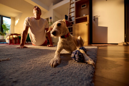 Active man exercises at home in the presence of his dog