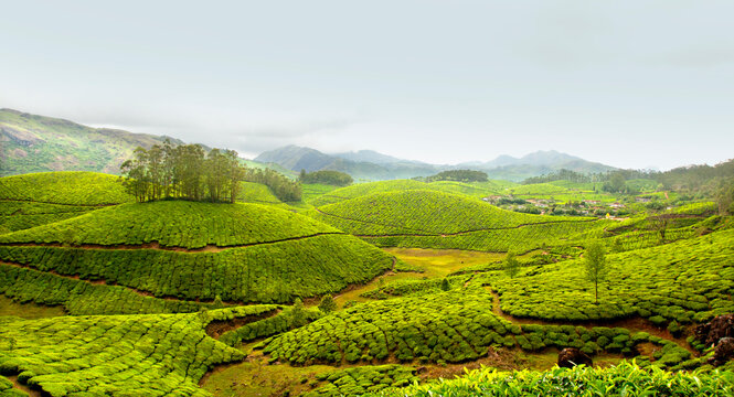 Tea plantations in Munnar, Kerala, India