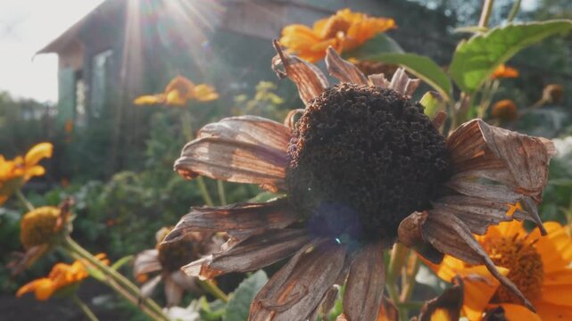 Macro closeup wilted bloom center, backlit sun rays and lens flare, crinkled brown petals and textured seed head, rustic cottage silhouette in background, botanist field perspective observing seasonal