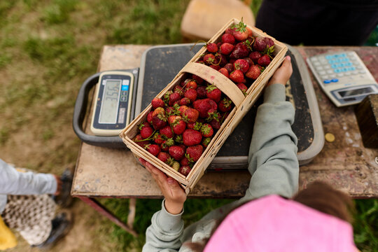 Child Weighing Freshly Picked Strawberries at Farm
