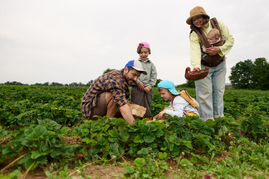 Family Picking Strawberries Together on Organic Farm