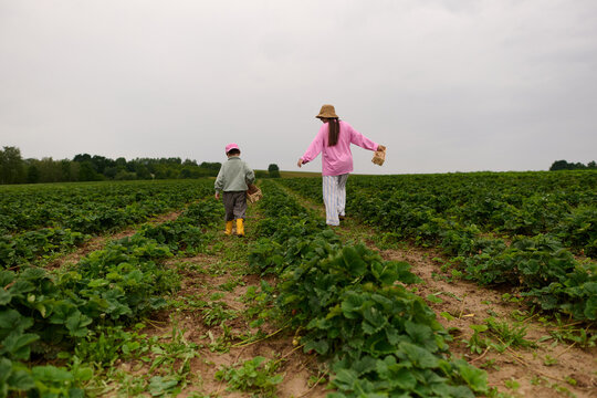 Child and Mother Walking Through Strawberry Fields