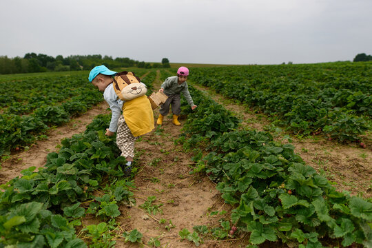 Children Picking Strawberries Together in a Field