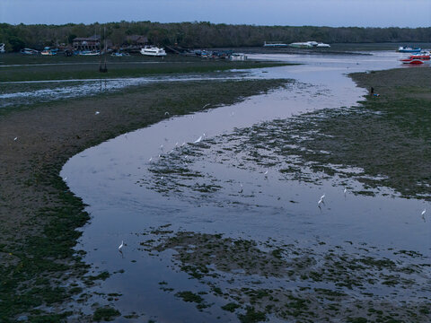 Aerial view of great egrets wading in the shallow waters of a mangrove forest at low tide with small boats docked in the distance in Denpasar Selatan, Bali, Indonesia.
