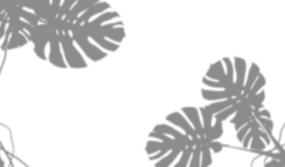 Shadow of monstera leaves isolated on transparent background © Tohmina