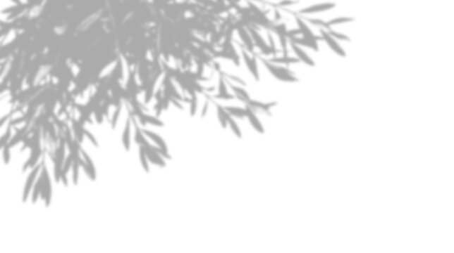 Shadow of olive tree leaves isolated on transparent background