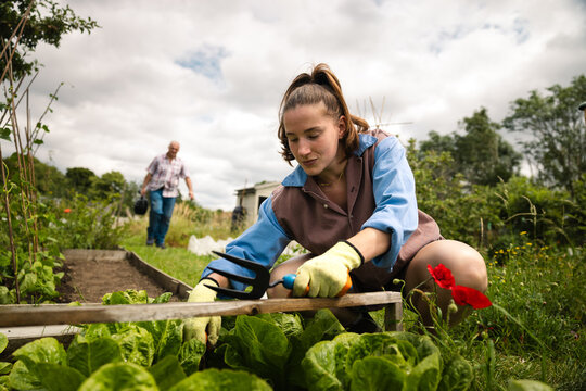 Young woman harvesting lettuce