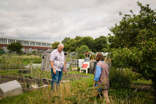 A relaxed moment between tasks in a sprawling urban allotment