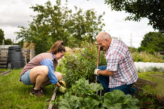 A joyful moment weeding side by side in the allotment