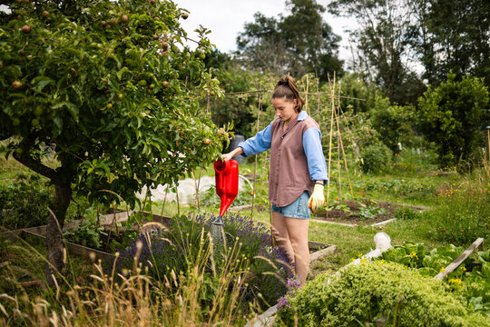 Young woman watering plants in a lush urban allotment