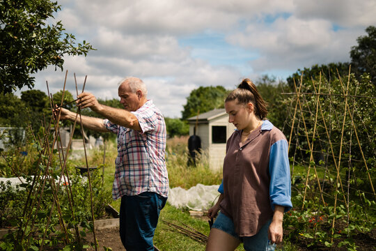 Raising the bean poles
