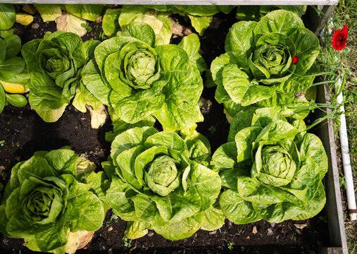 Lettuce growing in raised garden bed