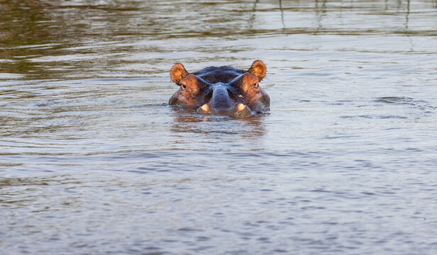 Hippopotamus in water