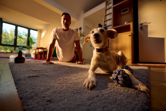 Active man exercises at home in the presence of his dog
