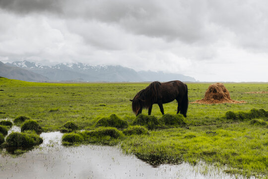 Icelandic Horse Grazing Near Wetland
