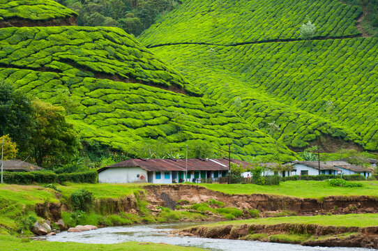Village in tea plantation at Munnar, Kerala, India.