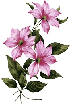 Elegant pink clematis flower branch illustration with clematis, botanical