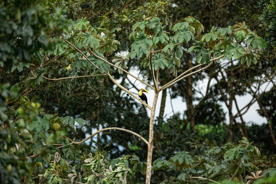Toucan bird perching on a tree branch in lush rainforest