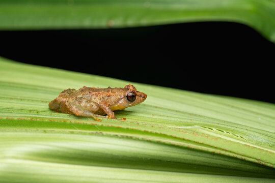 Tiny frog camouflaging on green leaf in jungle