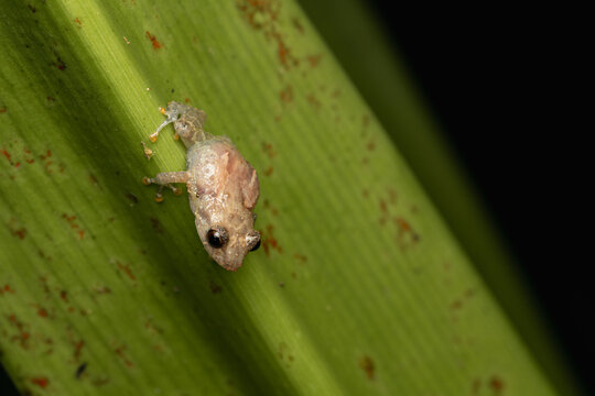 Tiny translucent frog observing environment on green leaf