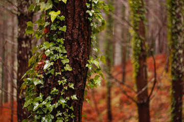 Fototapeta premium Rain-soaked ivy on forest tree trunk