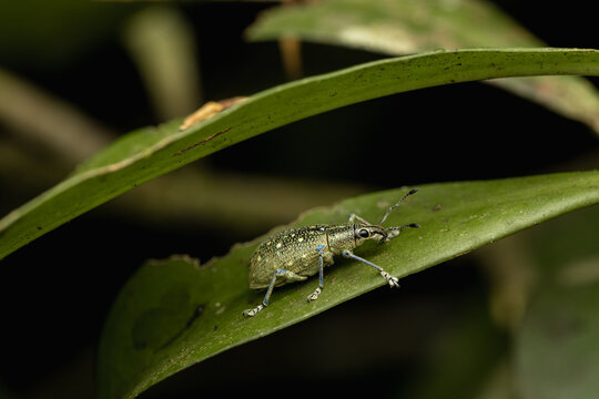 Weevil beetle camouflaging on green leaf in jungle
