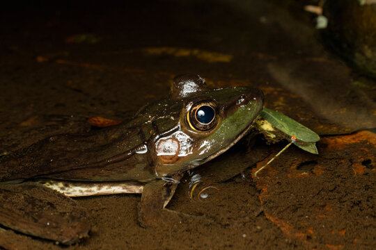 Frog amphibian emerging from water at night