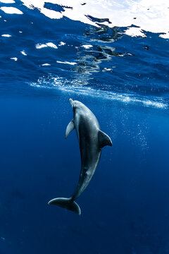Indian ocean bottlenose dolphin