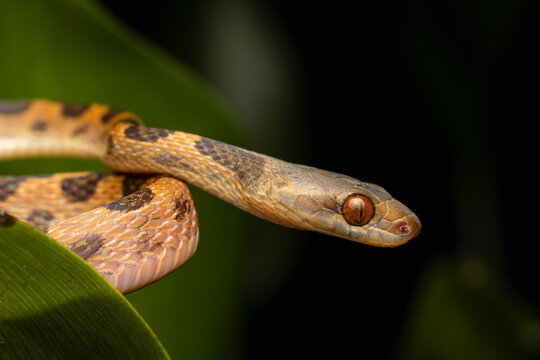 Snake resting on green leaf showing orange eye