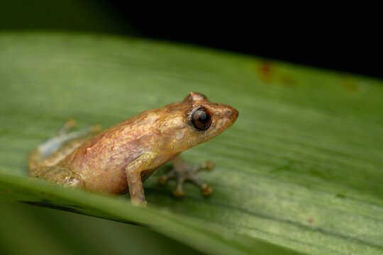 Small frog perching on green leaf in nature