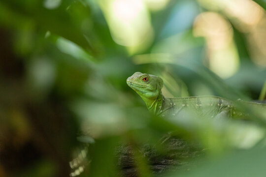 Green basilisk lizard hiding among tropical leaves